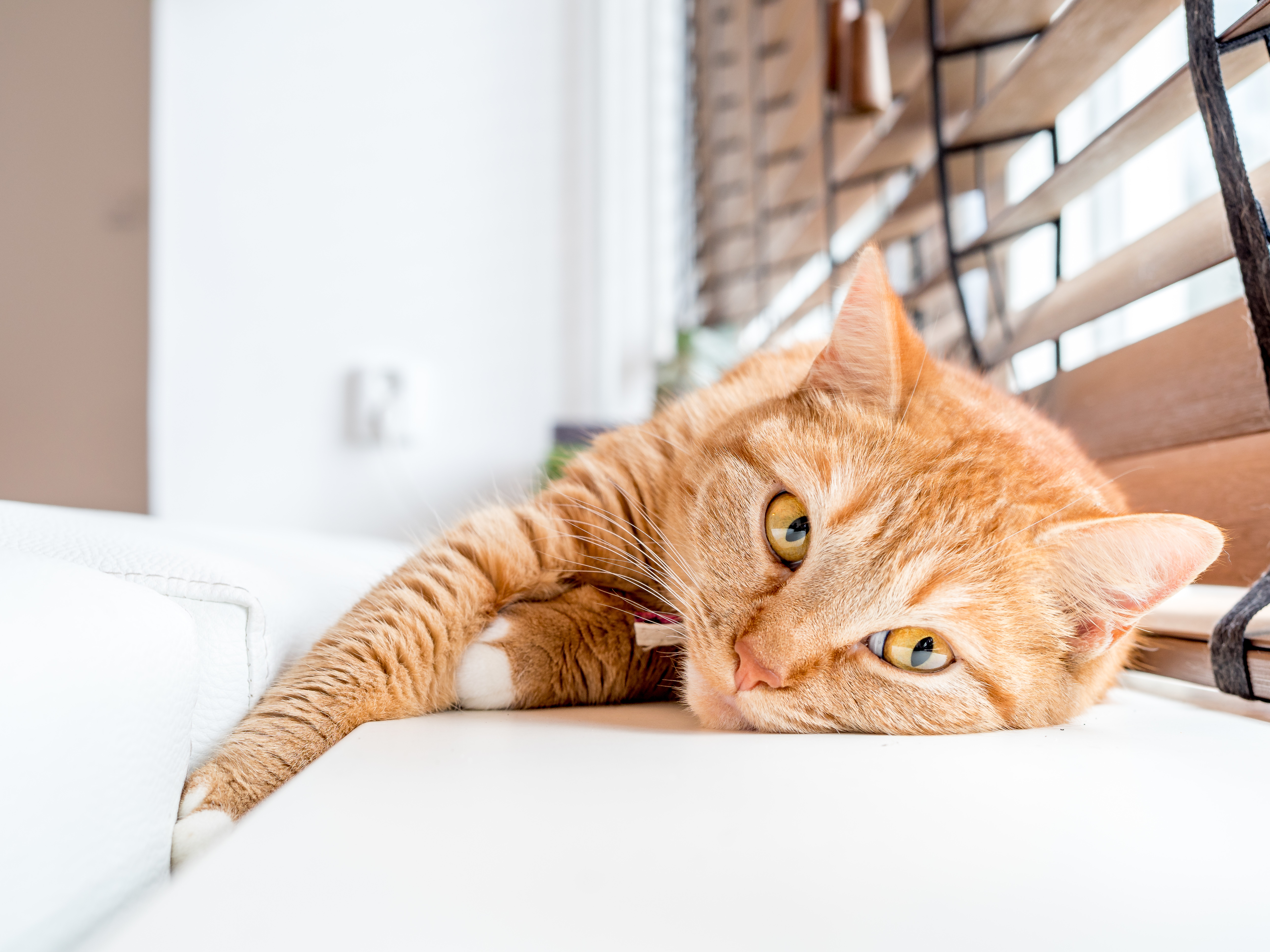 A picture of a cat